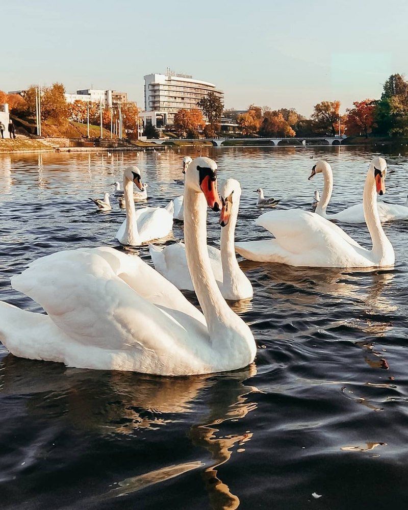 Утки в Царицынском пруду