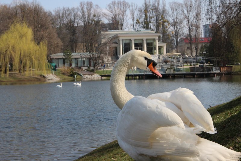 Лебеди в Царицыно