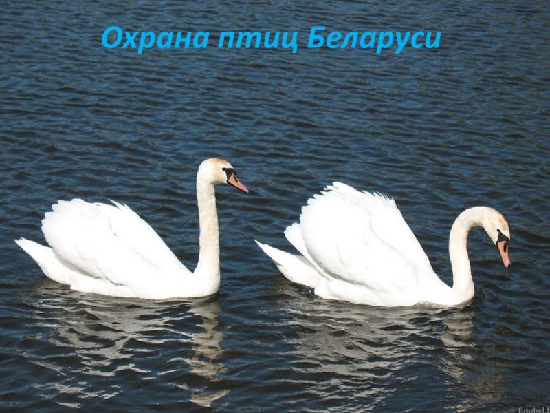 Белый пруд Сергиев Посад