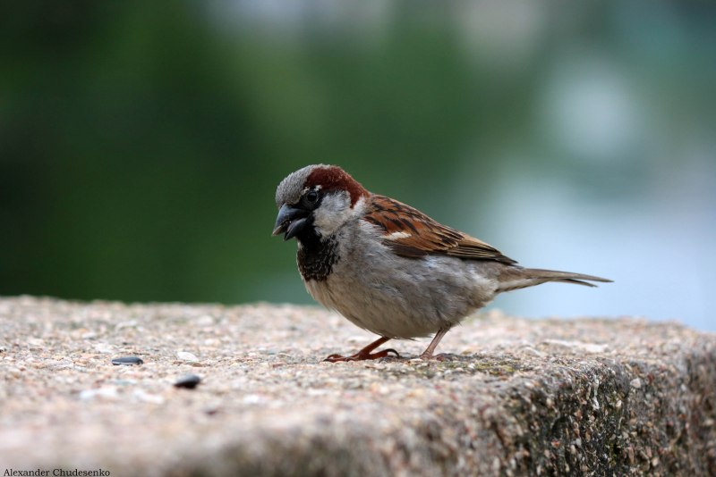 Anisarchus Medius