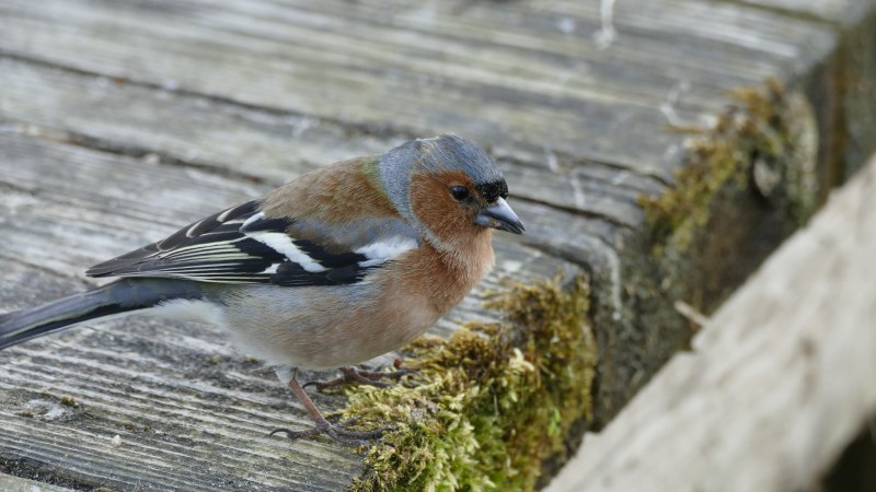 Юрок (fringilla montifringilla).