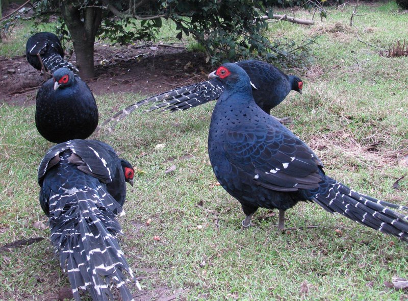 Phasianus versicolor