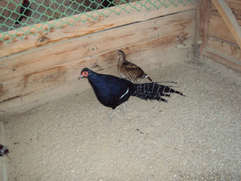 Pheasant Hatching Eggs EBAY
