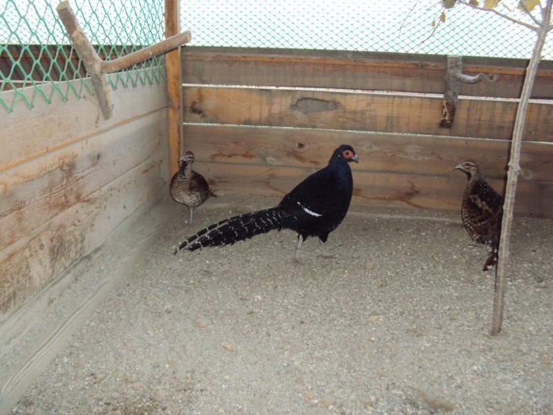 Copper Pheasant