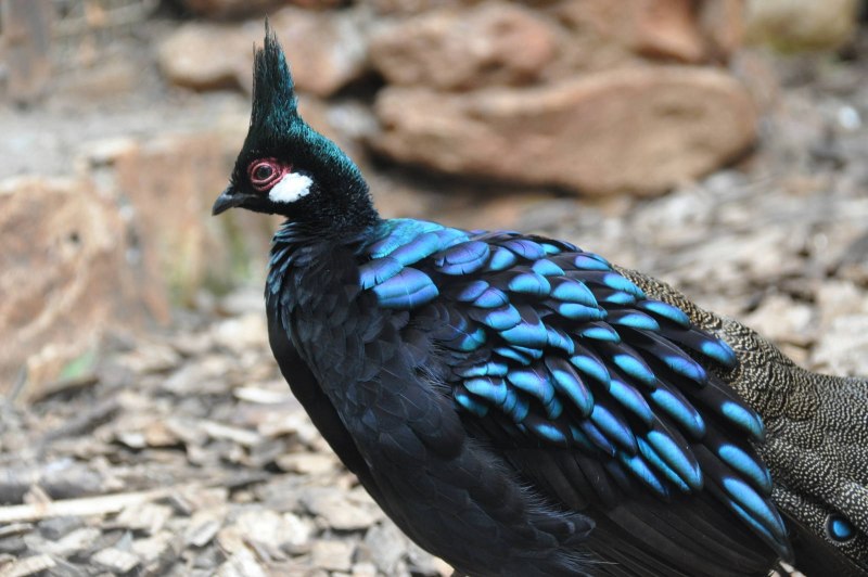 Palawan Peacock-Pheasant