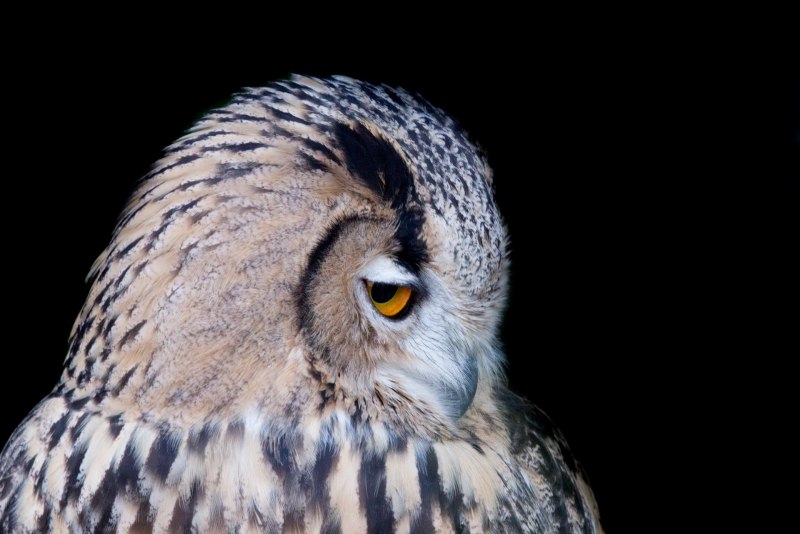 Евразийский Филин (Eurasian Eagle Owl, Bubo Bubo)