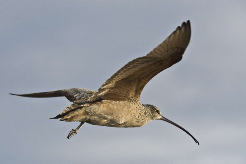 Бекас обыкновенный (Gallinago Gallinago