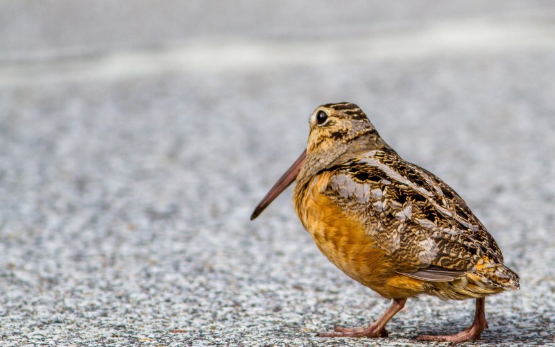 Кулик вальдшнеп, Лесной Кулик (Scolopax rusticola)
