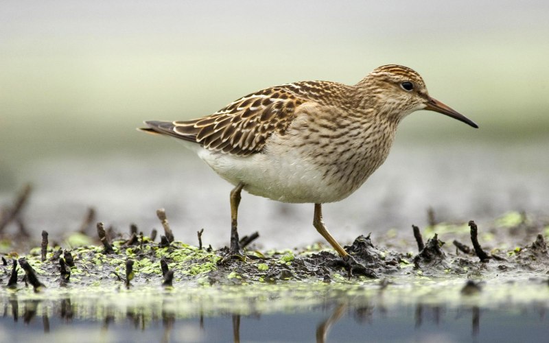 Горный дупель (Gallinago solitaria)
