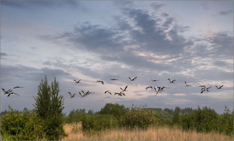 Природа Алтайский край Клин Журавли
