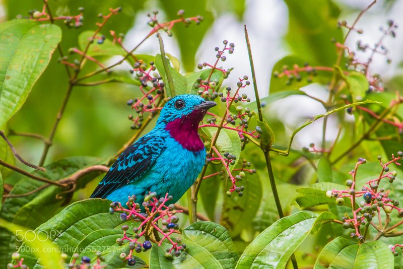 White-bellied go-away-Bird