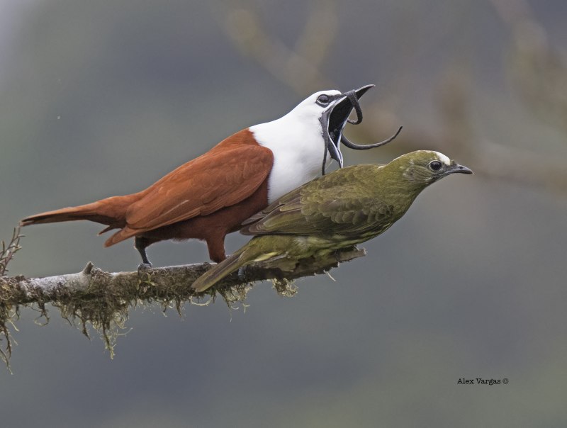 Three wattled Bellbird