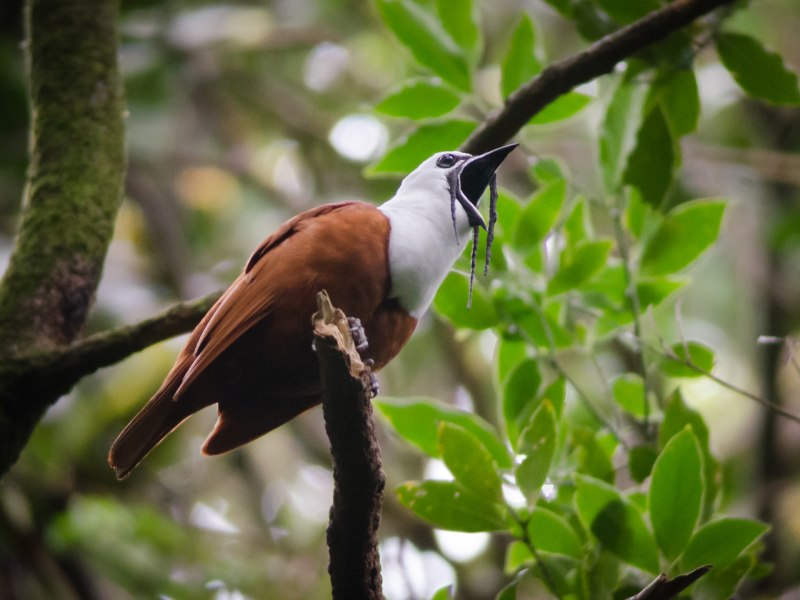 White Bellbird