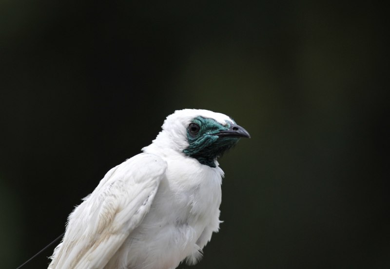 White Bellbird