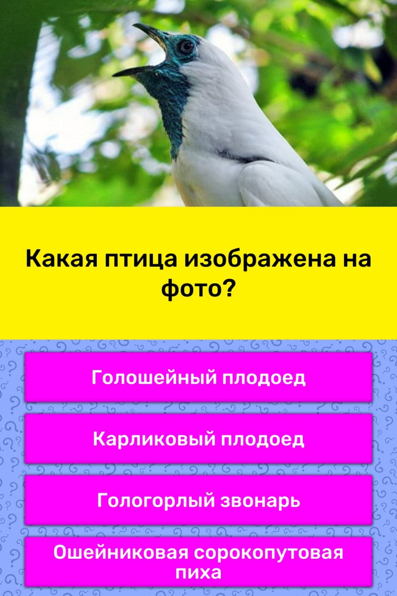 Крикливая сорокопутовая Пиха