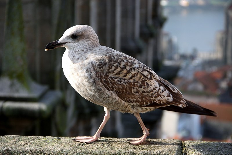 White-bellied go-away-Bird