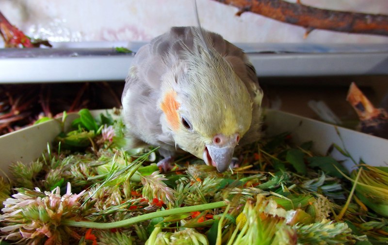 Parakeet food