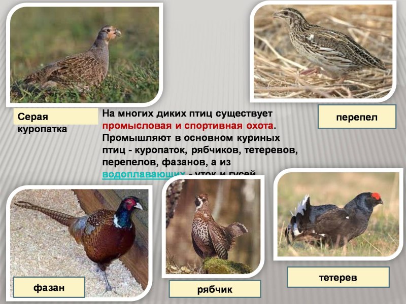 Презентация на тему промысловые птицы
