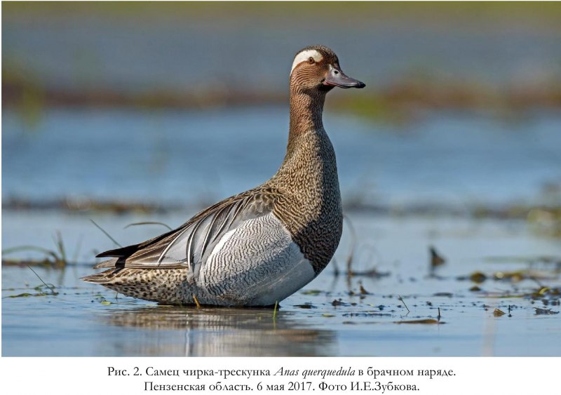 Чирок-трескунок (Anas querquedula)