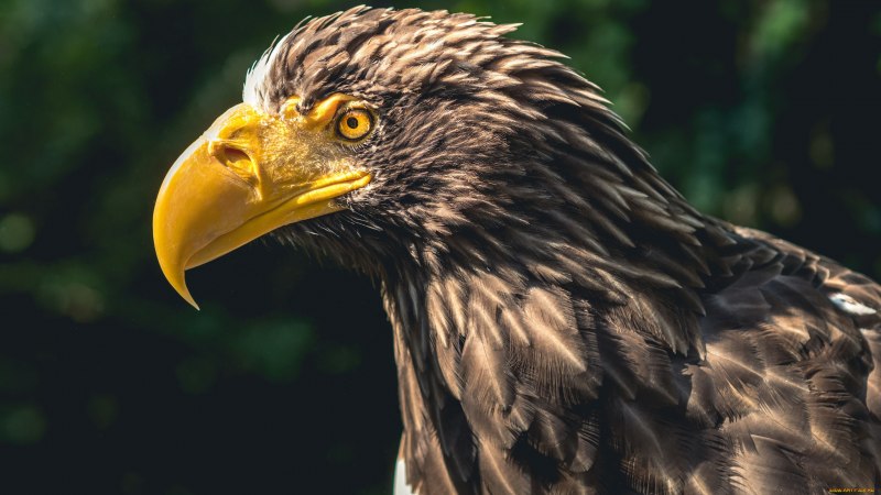 Eagle k036