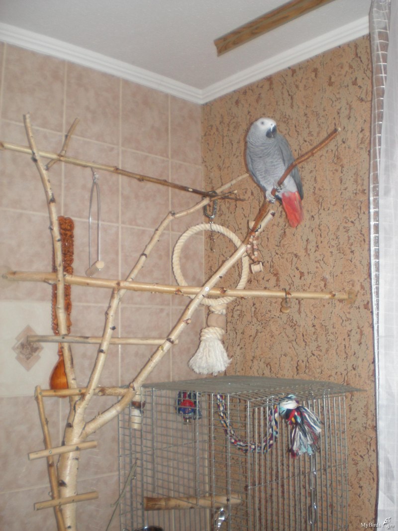 Стенд для попугая жако