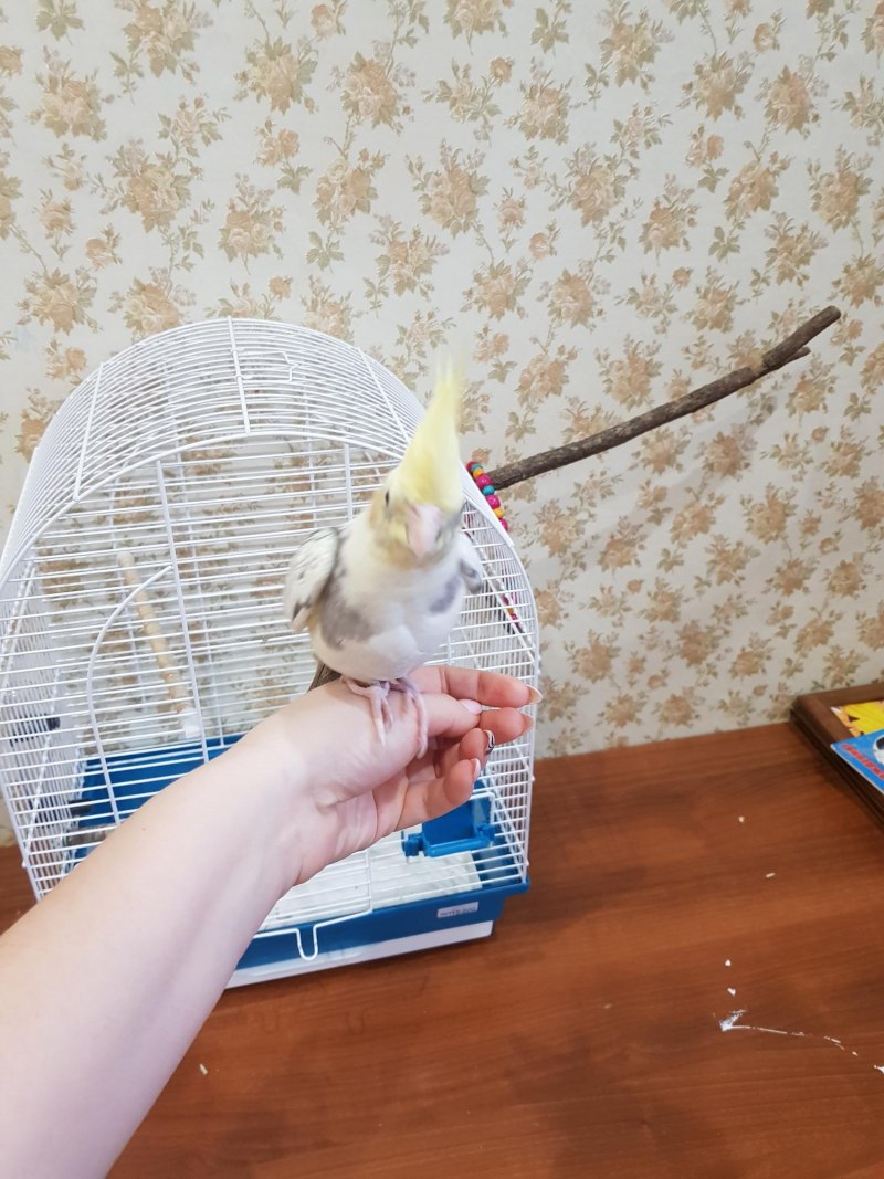 Точилка для клюва кореллы