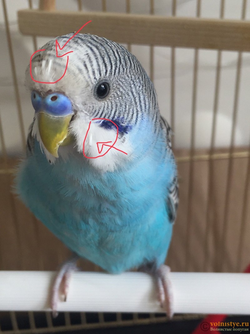 Пероед у жако