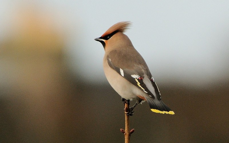 Чибис Vanellus Vanellus