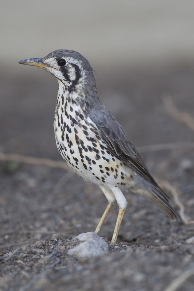Psophocichla litsitsirupa)