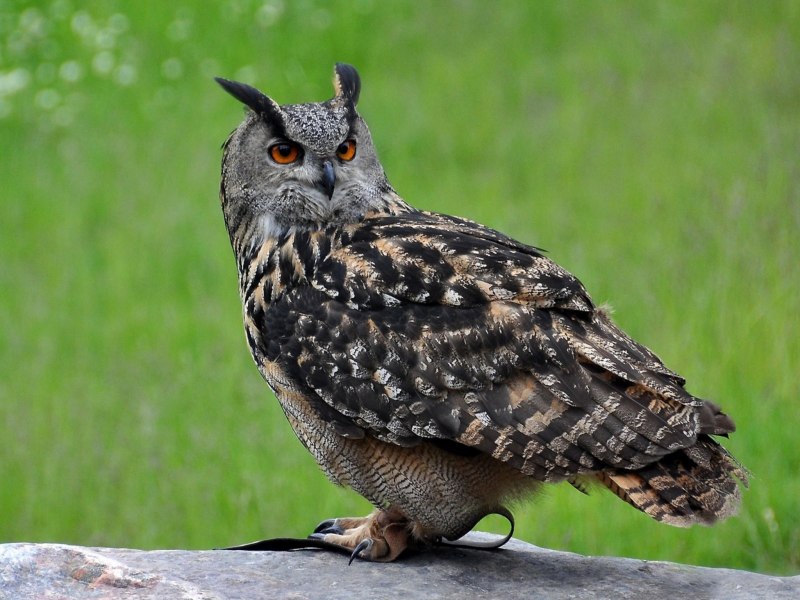 Филин обыкновенный (Bubo Bubo)
