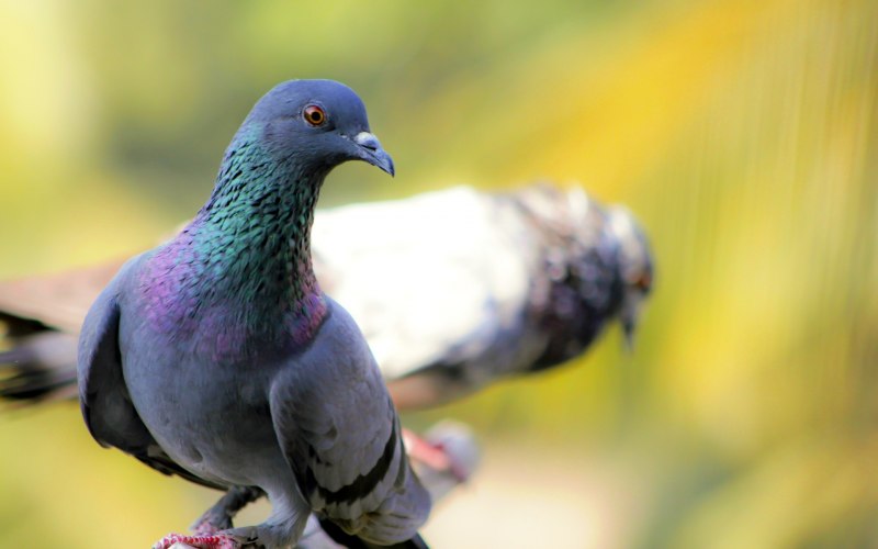 Columba Oenas - Клинтух