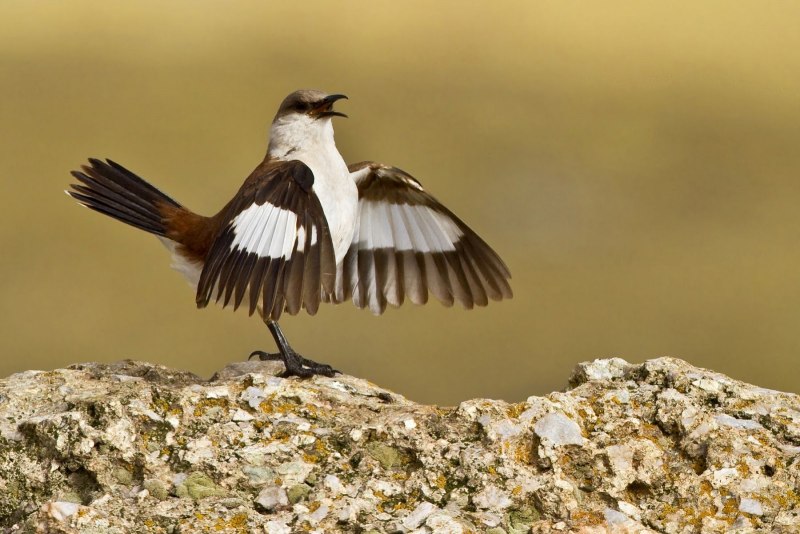 White-bellied Cinclodes