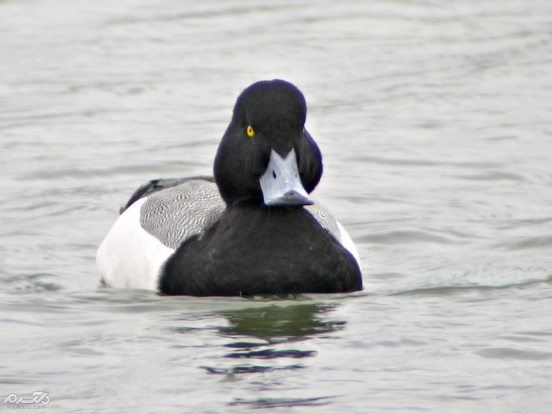 The Greater Scaup Biology