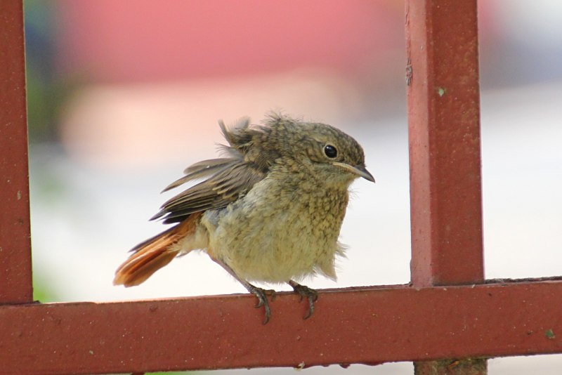 Jenny, Wren "Wild animals"