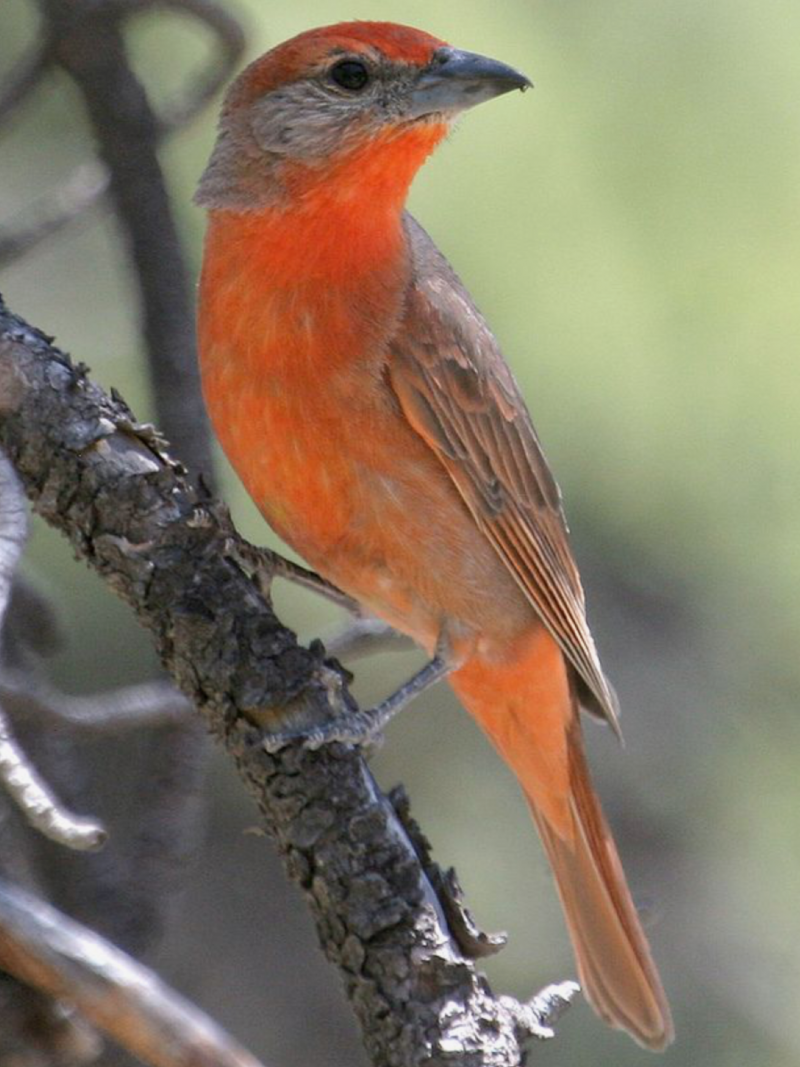 Обыкновенная горихвостка (Phoenicurus Phoenicurus)