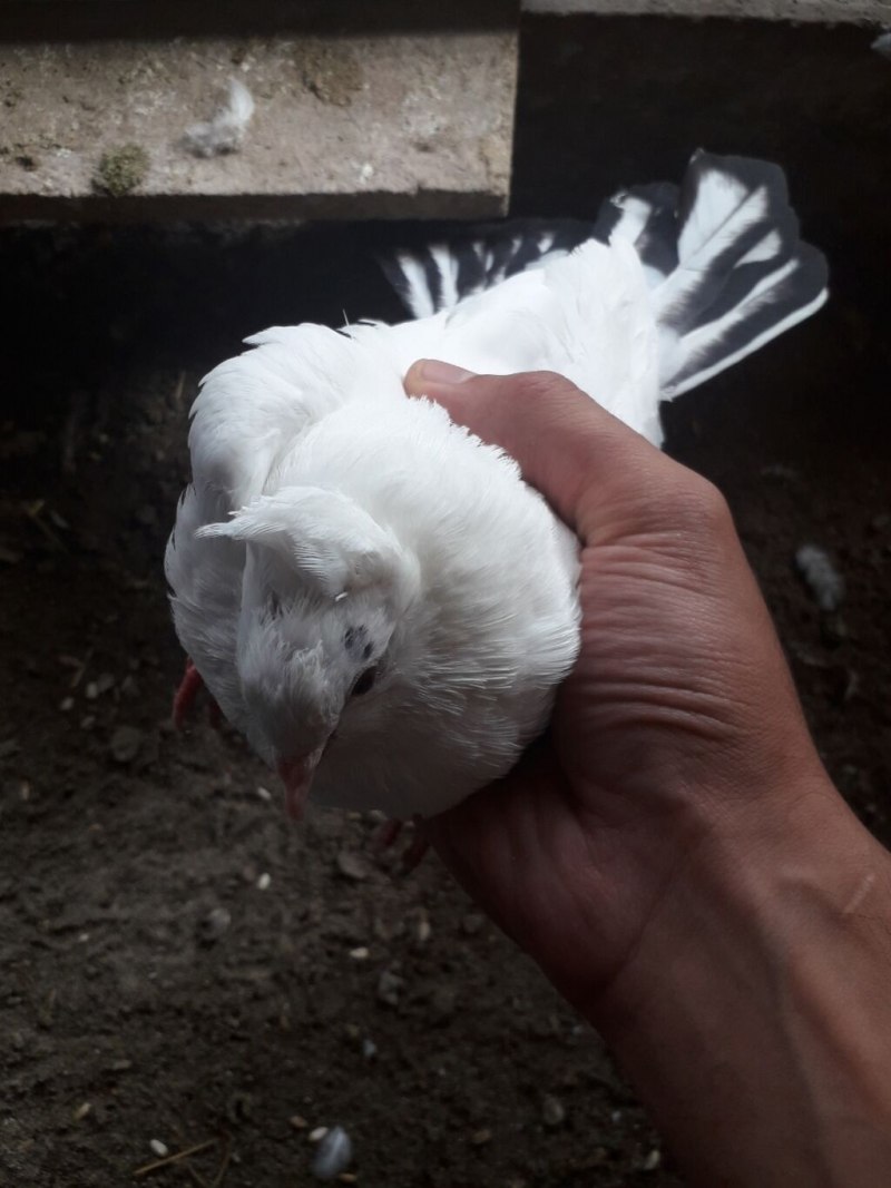 Голуби таджикские чины
