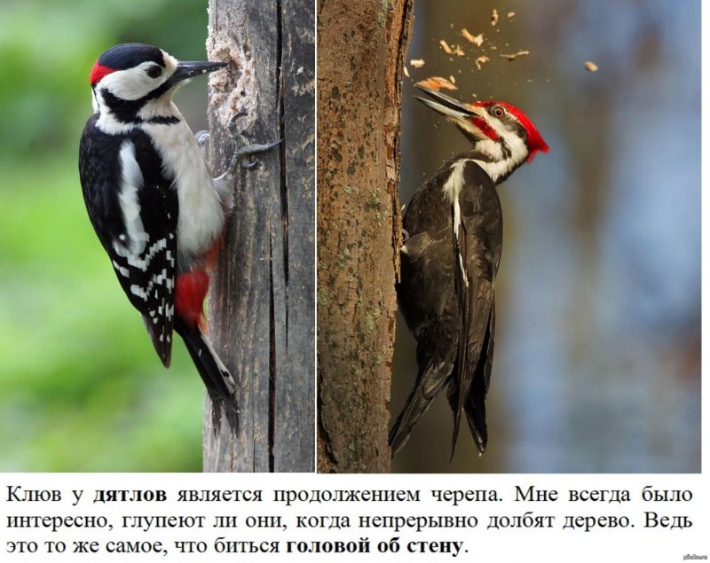 Дятел санитар леса