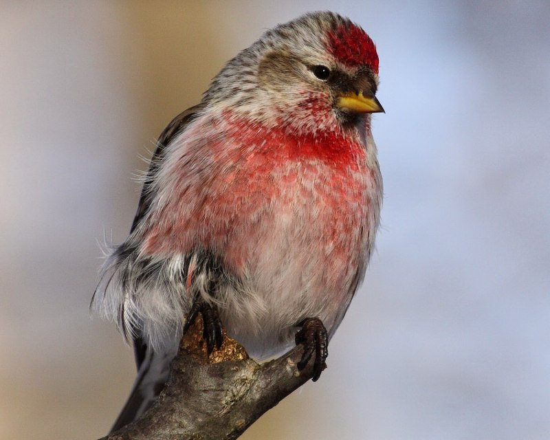 Redpoll птица
