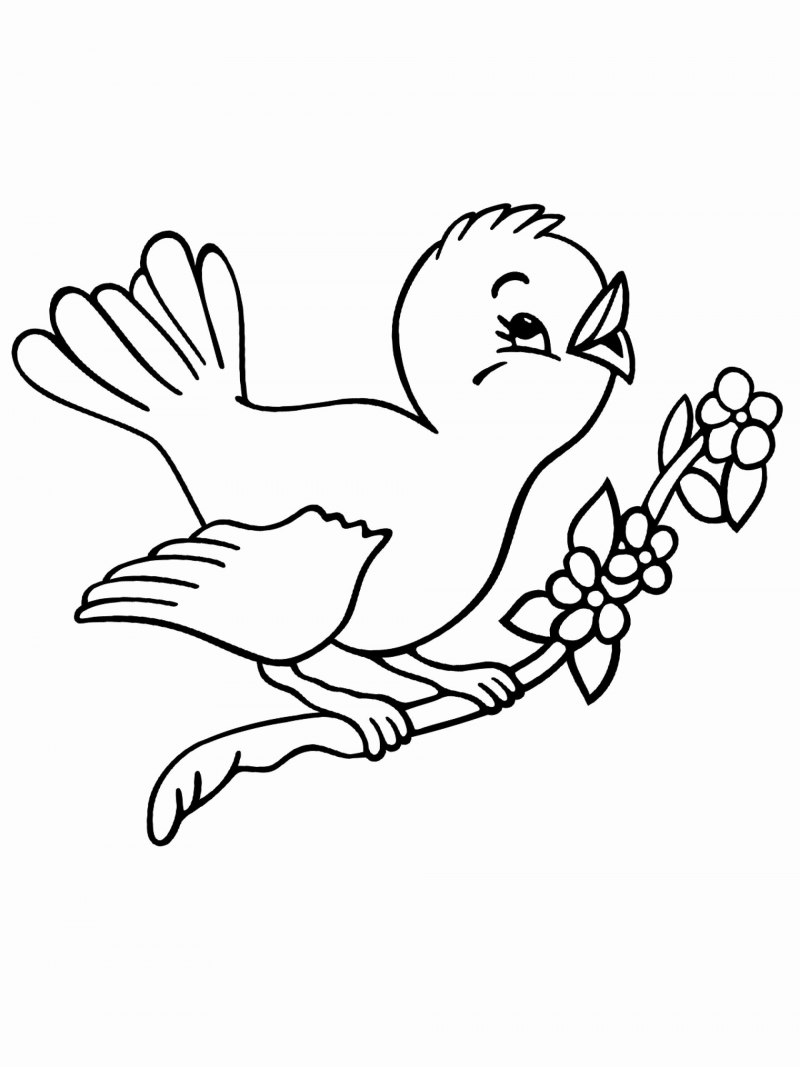 Птица на ветке раскраска