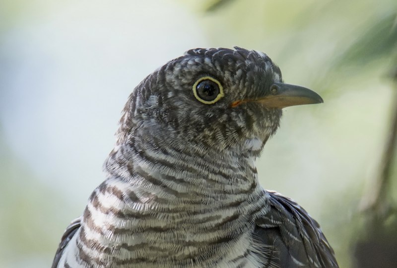 Птица Cuculus canorus
