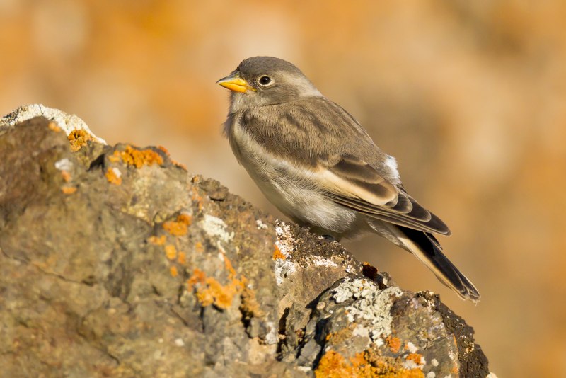 Корольковый вьюрок Serinus pusillus