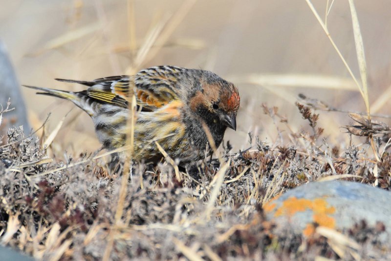 Юрок (fringilla montifringilla).