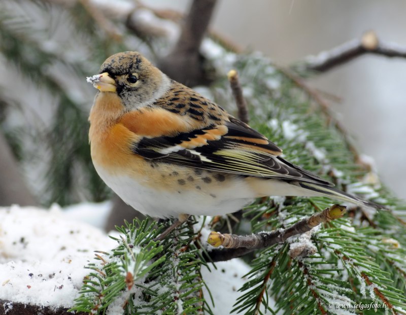 Красношапочный вьюрок (Serinus pusillus).