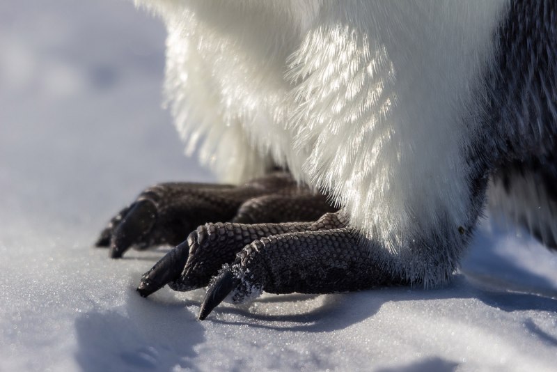 Penguin feet