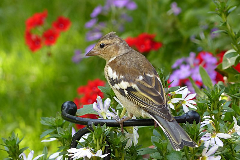 Природа птицы