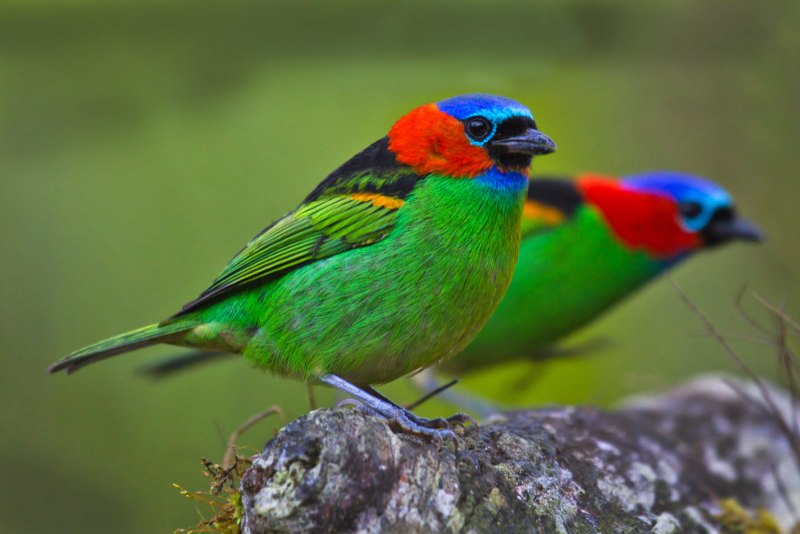Tangara Chilensis