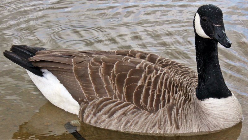 Canada Goose птица