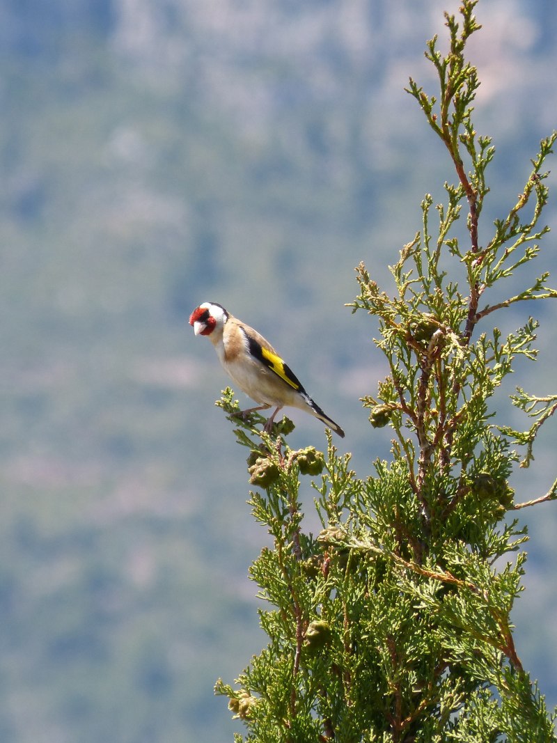 Щегол (Carduelis Carduelis)