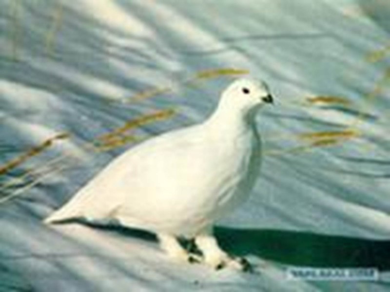 Белая куропатка в тундре