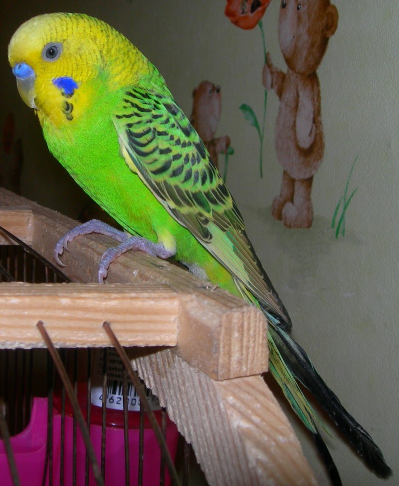 Попугайчик волнистый (Melopsittacus undulatus)